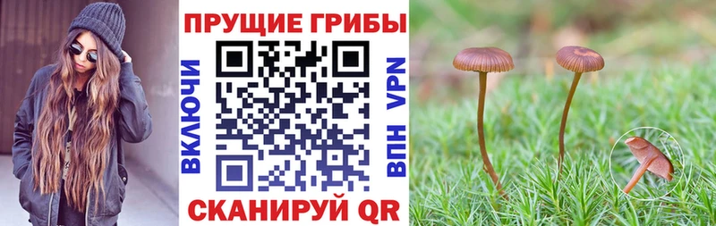 Галлюциногенные грибы Psilocybine cubensis  Камень-на-Оби 
